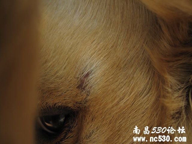 金毛眼睛旁边缺一块毛