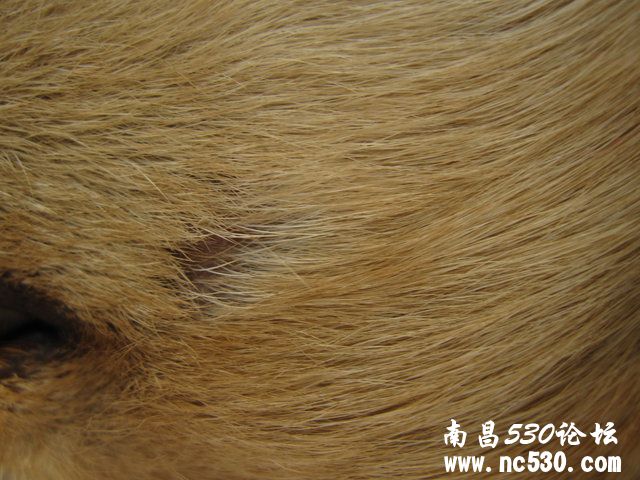 金毛眼睛旁边缺一块毛