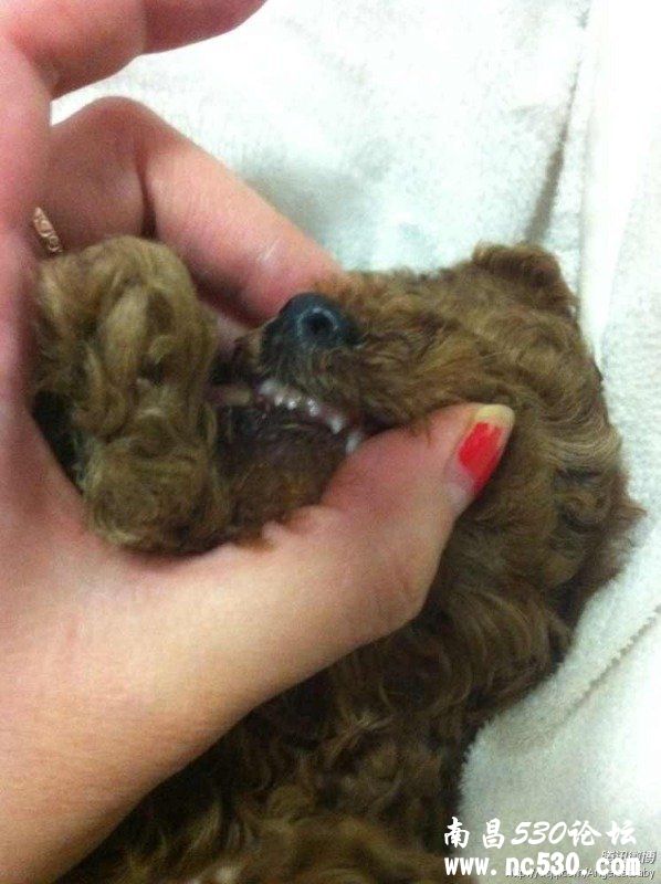 请问泰迪宝宝有多大