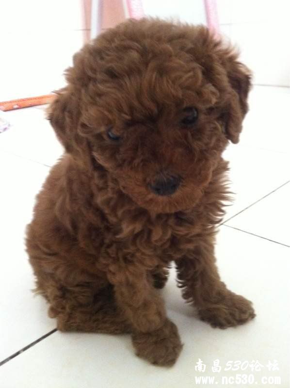 请问泰迪宝宝有多大