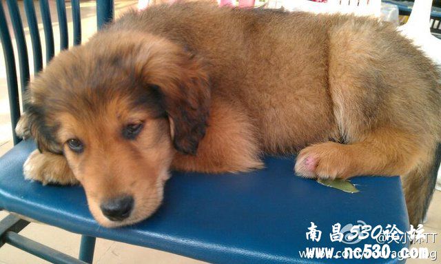 小狗的后脚趾掉毛了，请看图。