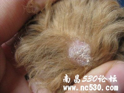 求助2个半月狗狗身上有很多皮屑，腿关节上还长了个包