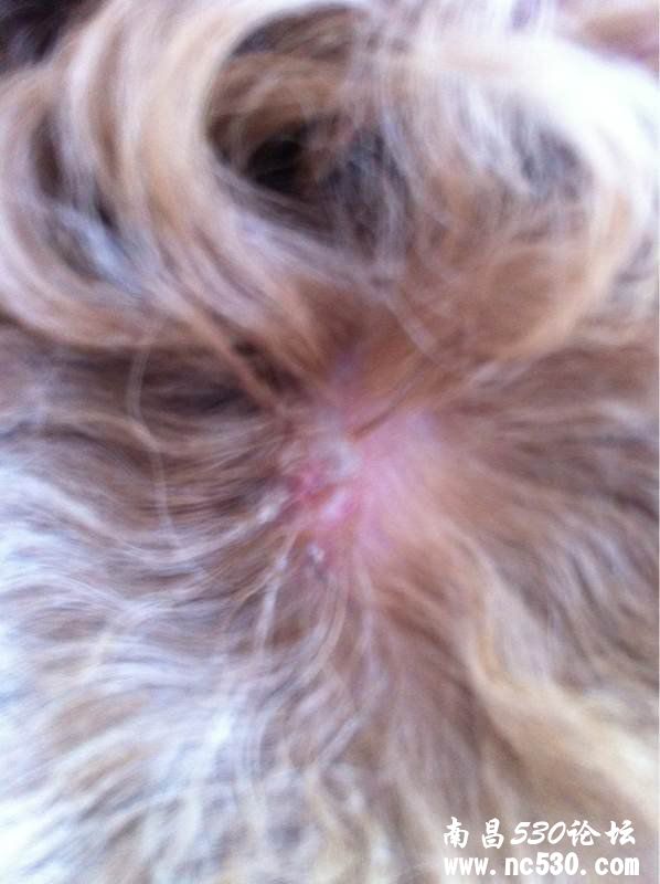 背上破了个小洞，流脓。有图