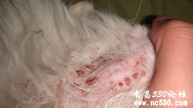 笨笨生病很严重，很心疼。肚皮长红点+拉稀