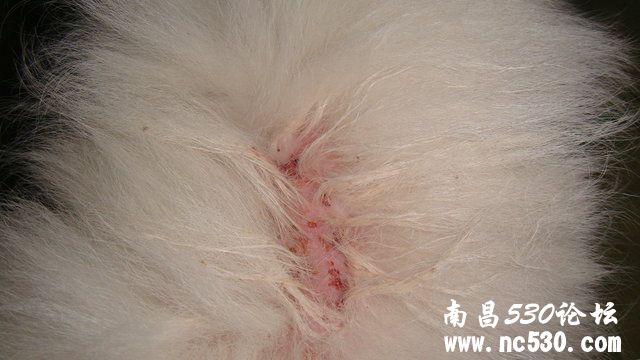 笨笨生病很严重，很心疼。肚皮长红点+拉稀