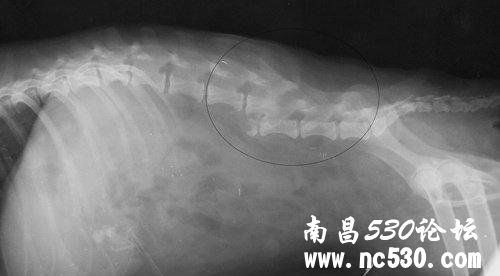 狗狗腰椎骨折，急！