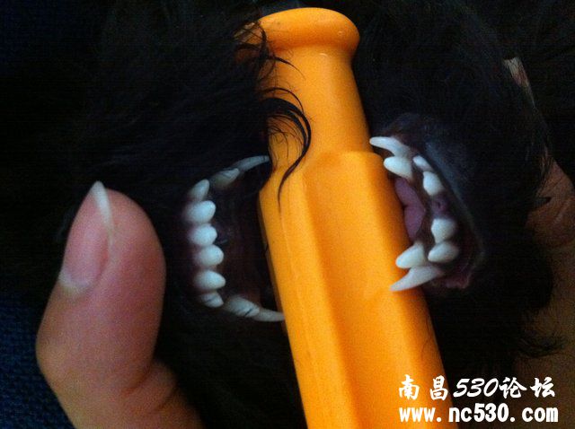 贵宾下门牙长几颗？