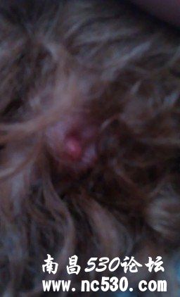 2月小狗肛门红肿