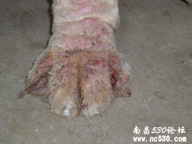 狗狗的病是蠕形螨吗？