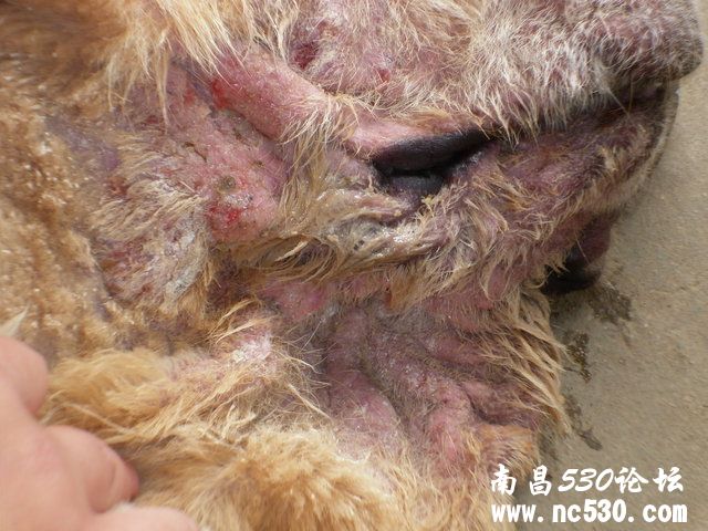 狗狗的病是蠕形螨吗？