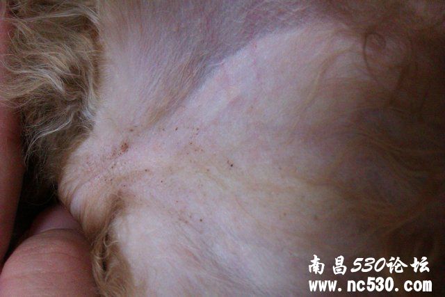 泰迪肚皮上的黄点，是螨虫卵吗？