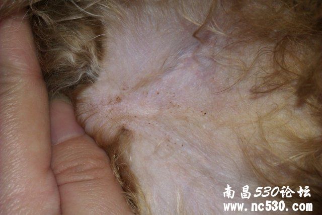 泰迪肚皮上的黄点，是螨虫卵吗？