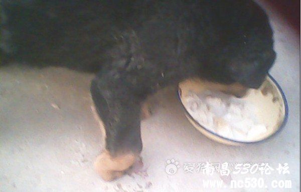 我这小狗前腿怎么了？