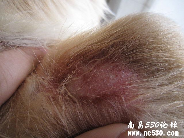 狗狗后腿出得了皮肤病