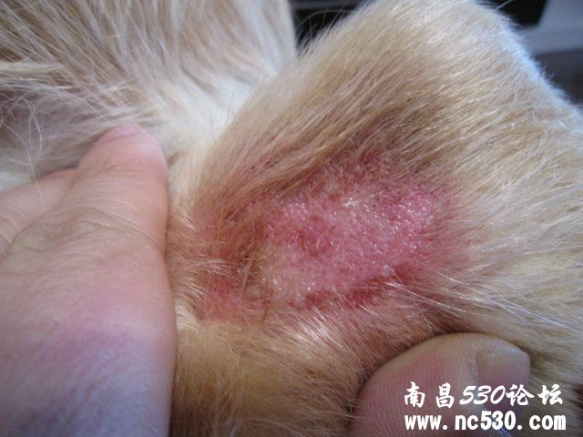 狗狗后腿出得了皮肤病