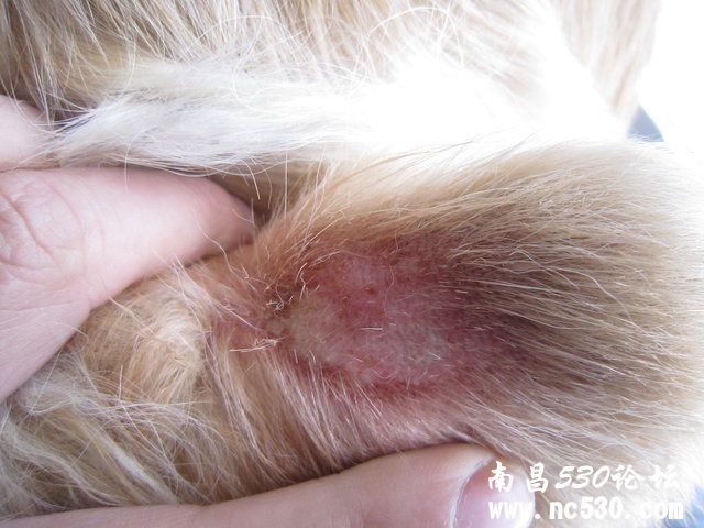 狗狗后腿出得了皮肤病