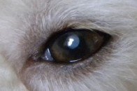 恳请帮助诊断小比熊眼病，非常感谢！