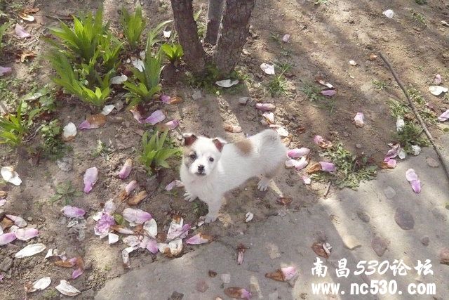 是什么品种的狗