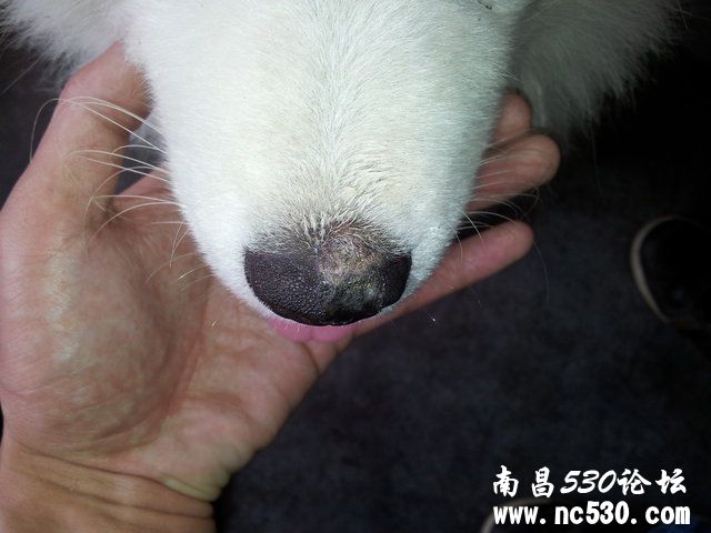 求助，帮看看我家小萨的鼻子是什么问题！！！！