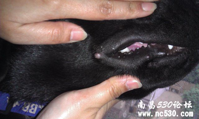 求助：狗狗嘴角长肉疙瘩~！