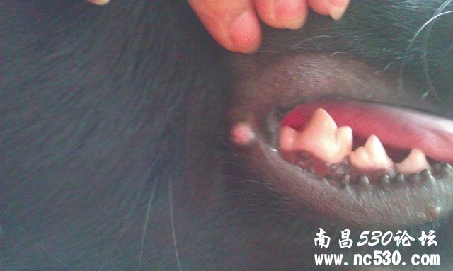 求助：狗狗嘴角长肉疙瘩~！