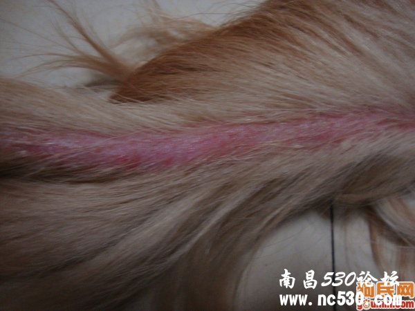 狗狗尾巴得皮肤病了