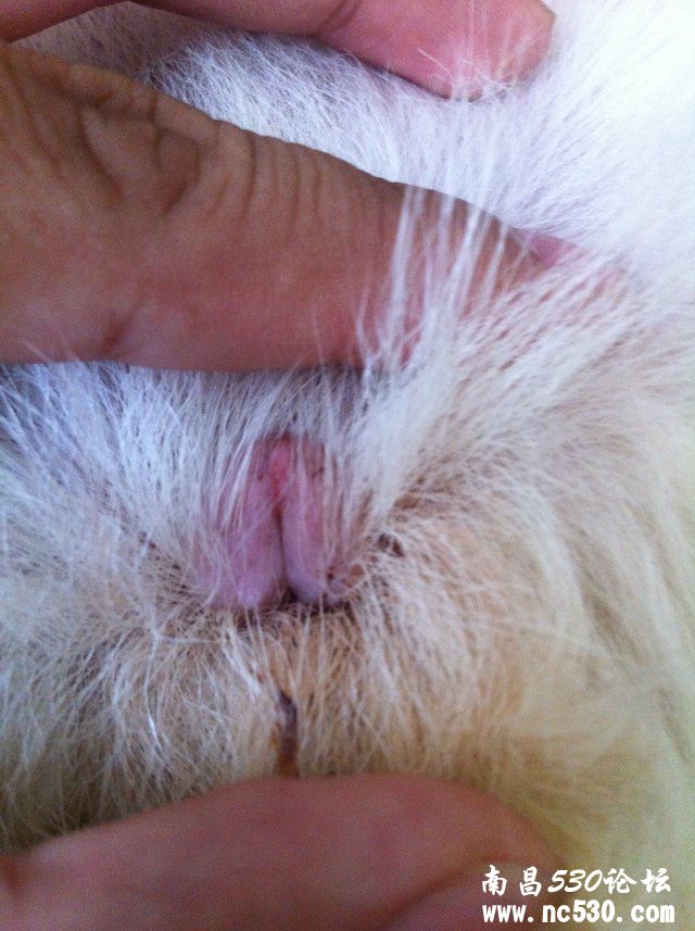 有照片请问怎么分辨狗狗是否子宫蓄脓，求助！！！