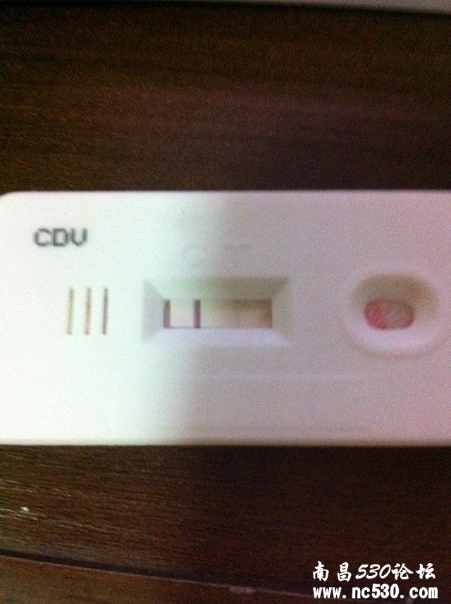 请问这样是犬瘟吗？