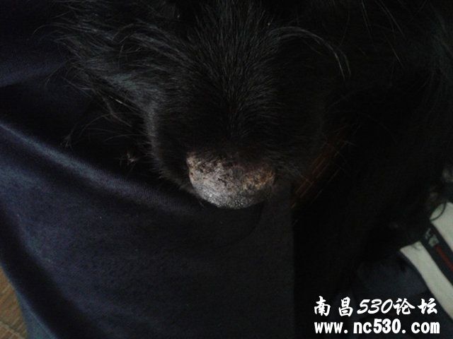 狗狗鼻子上有皮肤病怎么办