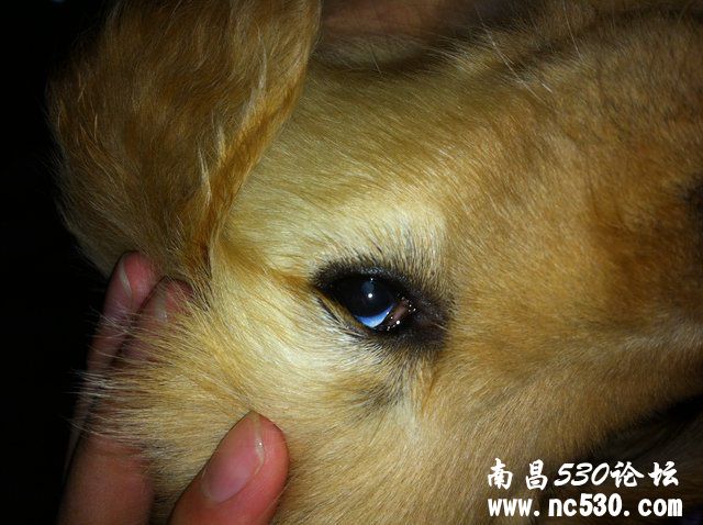 狗狗眼睛看不清 是白内障？
