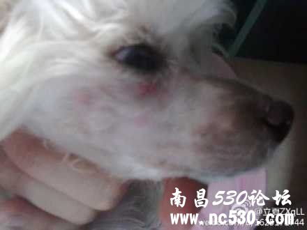 小比熊眼睛下面起了个红色疙瘩