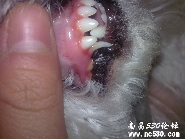 大夫帮我看下小狗是不是有牙龈炎了