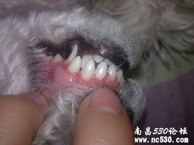 大夫帮我看下小狗是不是有牙龈炎了