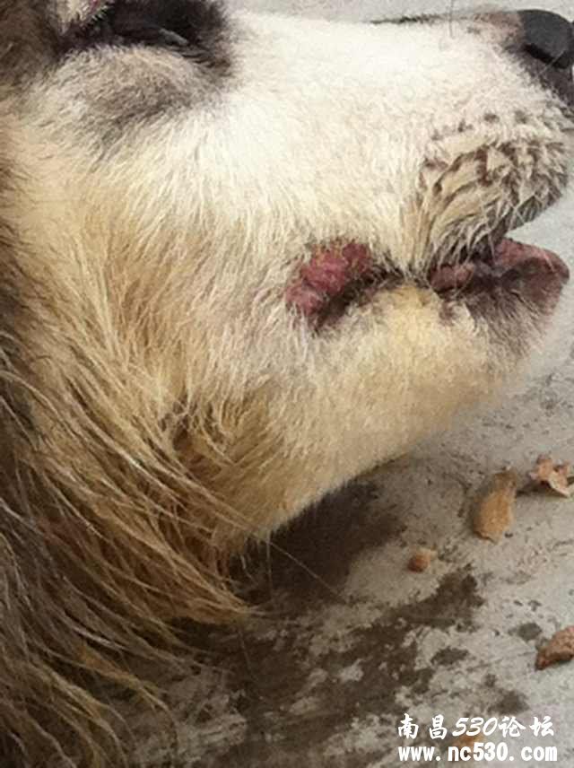 阿拉斯加嘴角 这是什么皮肤病？