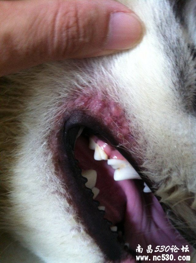 阿拉斯加嘴角 这是什么皮肤病？