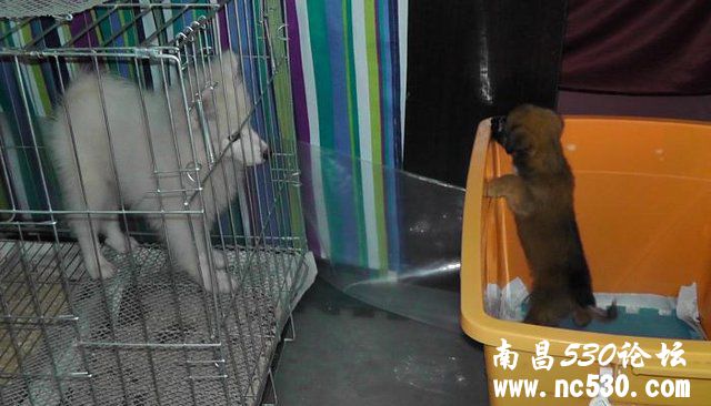 又捡到一只遗弃小奶狗，面部和尾巴脱毛是皮肤病还是被咬的