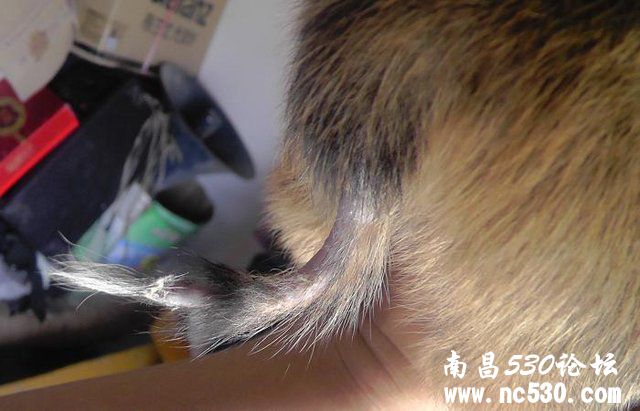 又捡到一只遗弃小奶狗，面部和尾巴脱毛是皮肤病还是被咬的