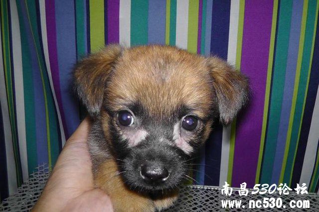 又捡到一只遗弃小奶狗，面部和尾巴脱毛是皮肤病还是被咬的