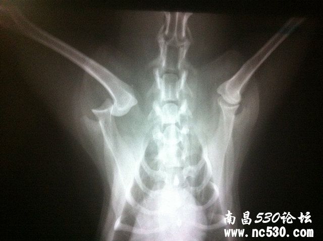 泰迪左前肢肩关节脱位