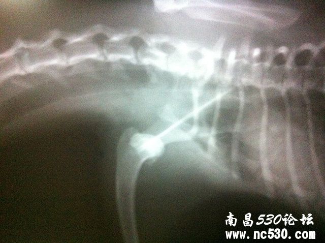 泰迪左前肢肩关节脱位