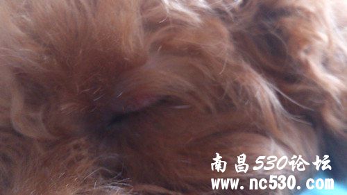 泰迪眼皮上有红痘