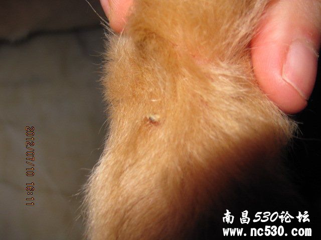 右后腿关节处长的这是什么