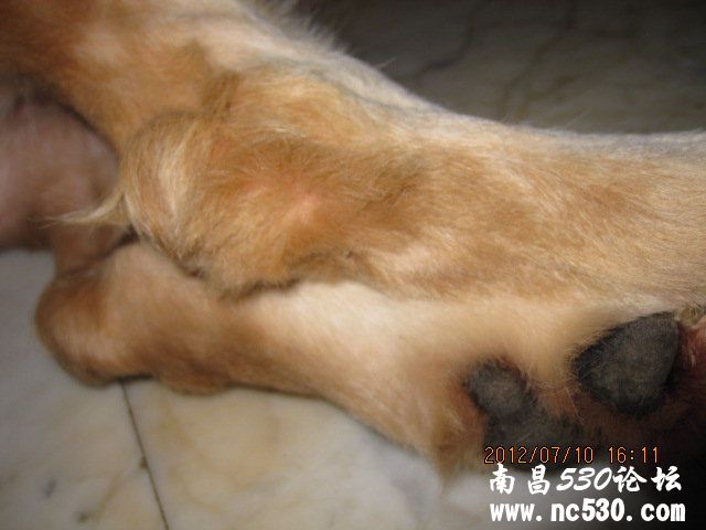 右后腿关节处长的这是什么