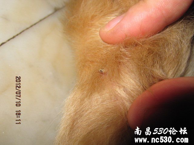 右后腿关节处长的这是什么