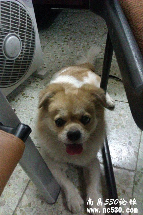 狗狗肚皮长水泡?