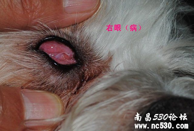急救！狗狗右眼睁不开（有图）