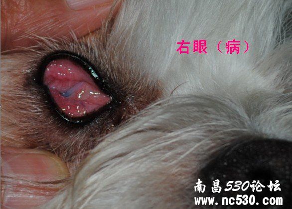 急救！狗狗右眼睁不开（有图）