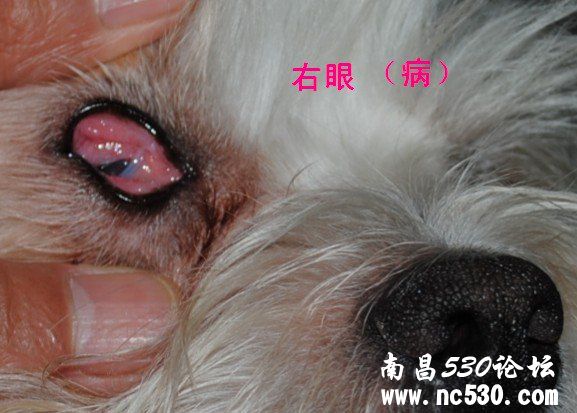 急救！狗狗右眼睁不开（有图）