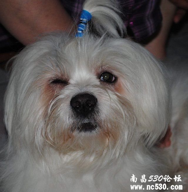 急救！狗狗右眼睁不开（有图）