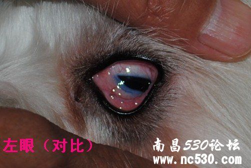 急救！狗狗右眼睁不开（有图）